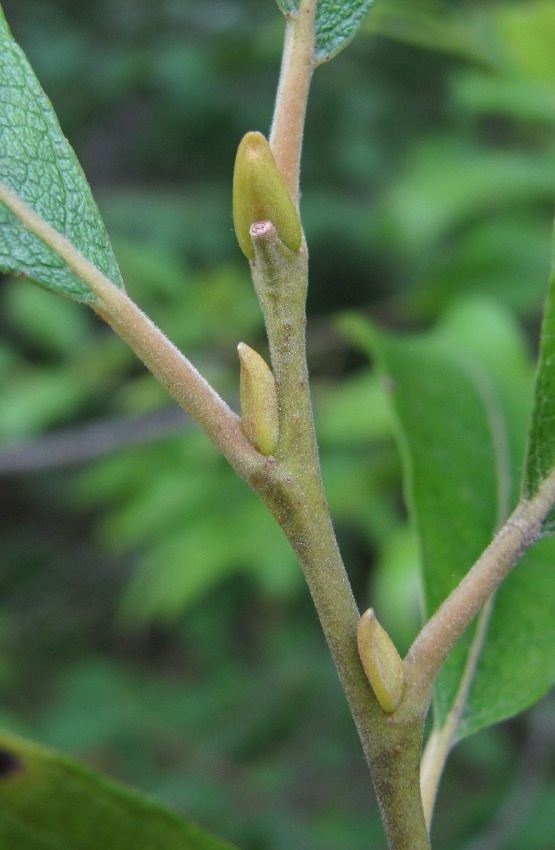 Image of Salix caprea specimen.
