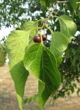 Celtis australis. Верхушка побега с плодами. Венгрия, Боршод-Абауй-Земплен, территория автозаправки в окрестностях г. Мишкольц. 01.09.2012.