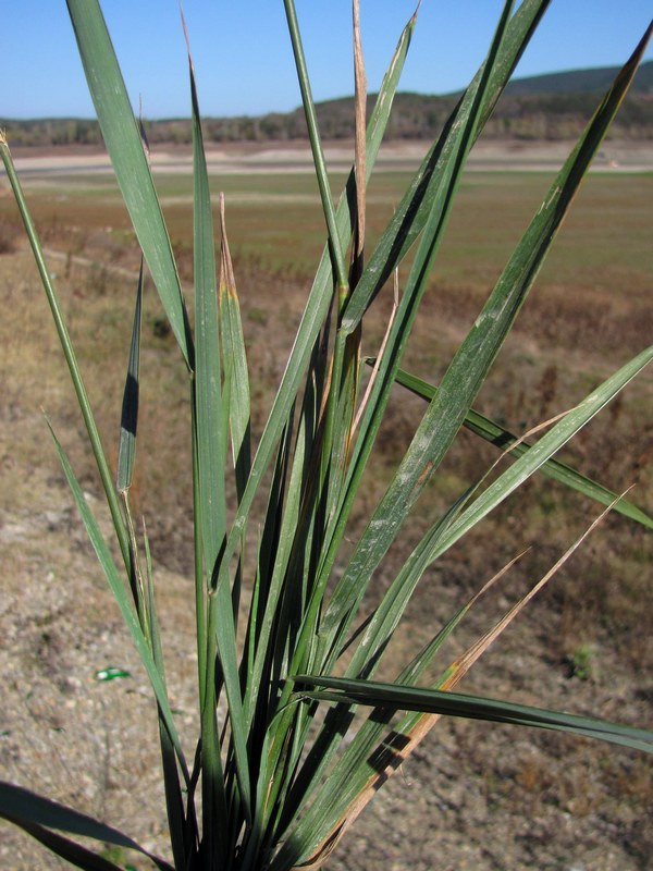 Image of genus Elytrigia specimen.