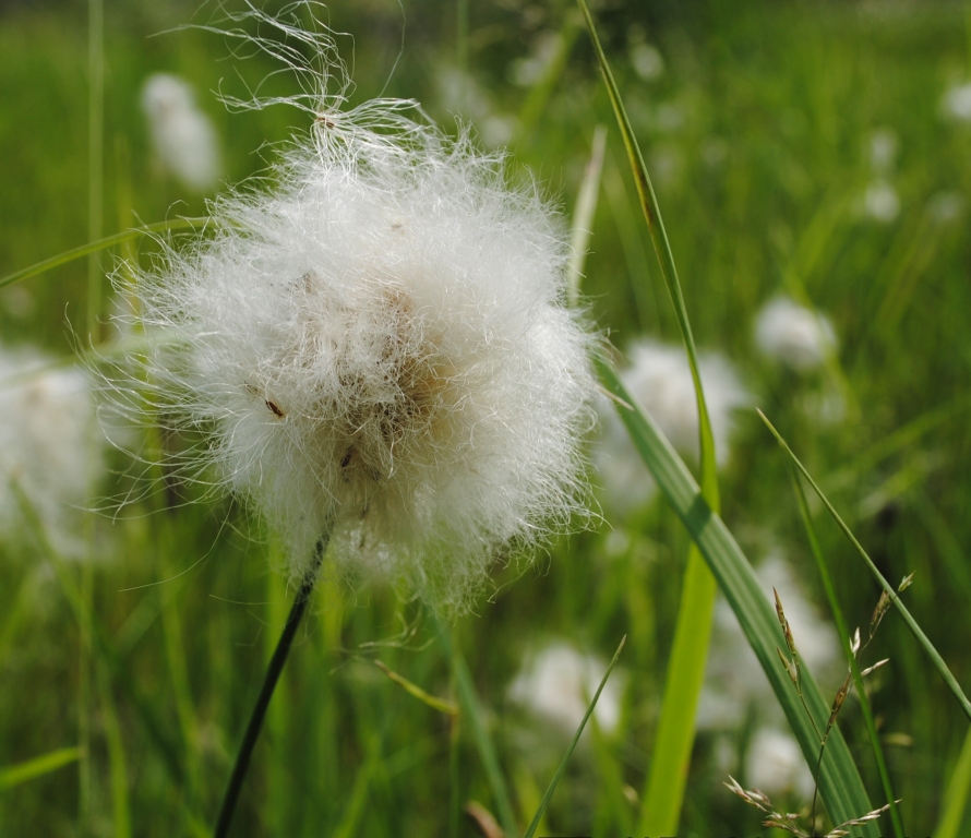 Изображение особи Eriophorum vaginatum.