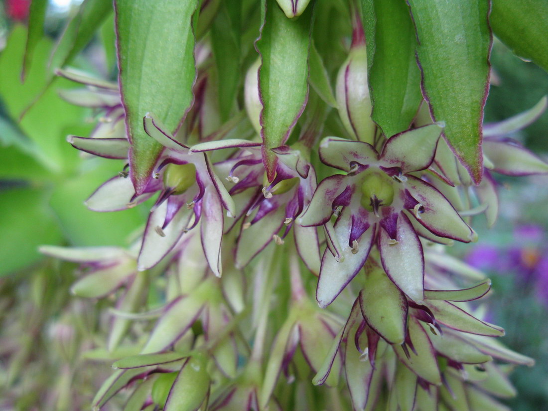 Изображение особи Eucomis bicolor.