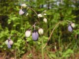 Aquilegia parviflora. Верхушка растения с бутонами. Хабаровский край, Ванинский р-н, окр. пос. Высокогорный. 25.05.2012.