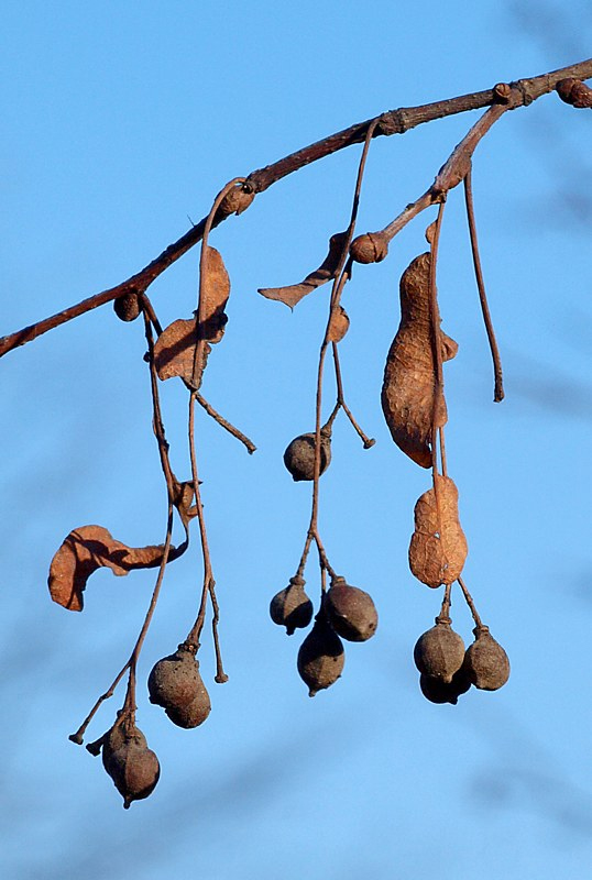 Image of Tilia cordata specimen.