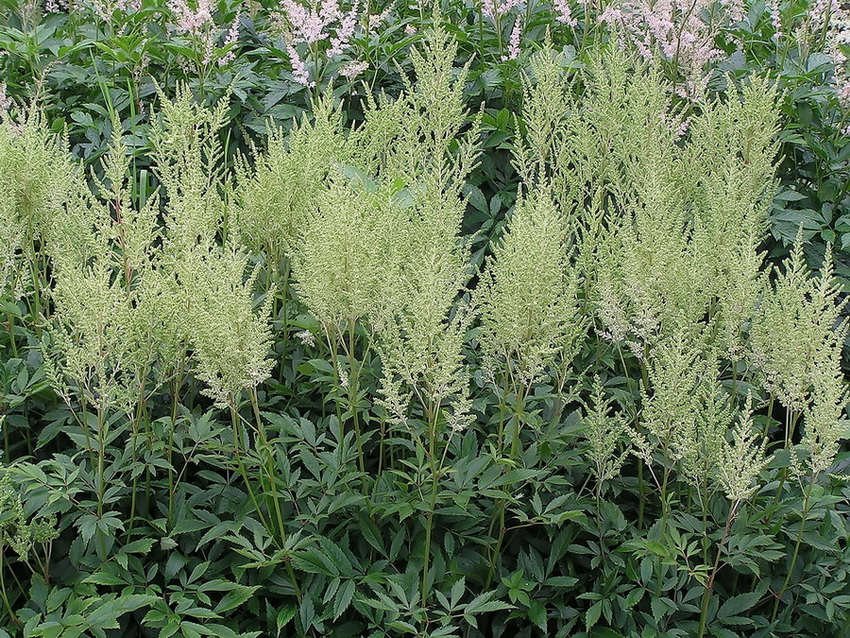 Изображение особи род Astilbe.