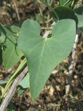 Cynanchum acutum. Лист. Украина, г. Запорожье, возле Опытной станции. 06.08.2011.