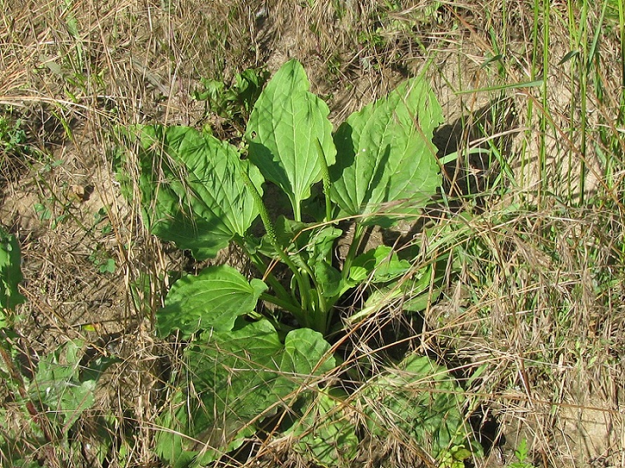 Image of Plantago major specimen.