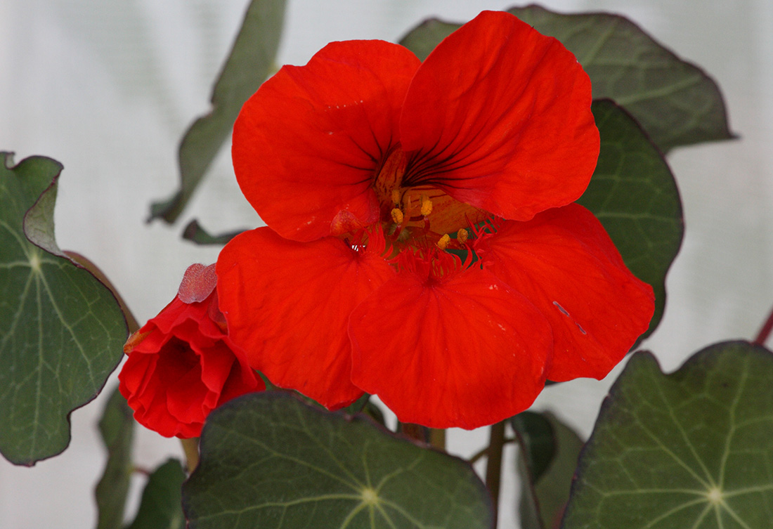 Изображение особи Tropaeolum majus.