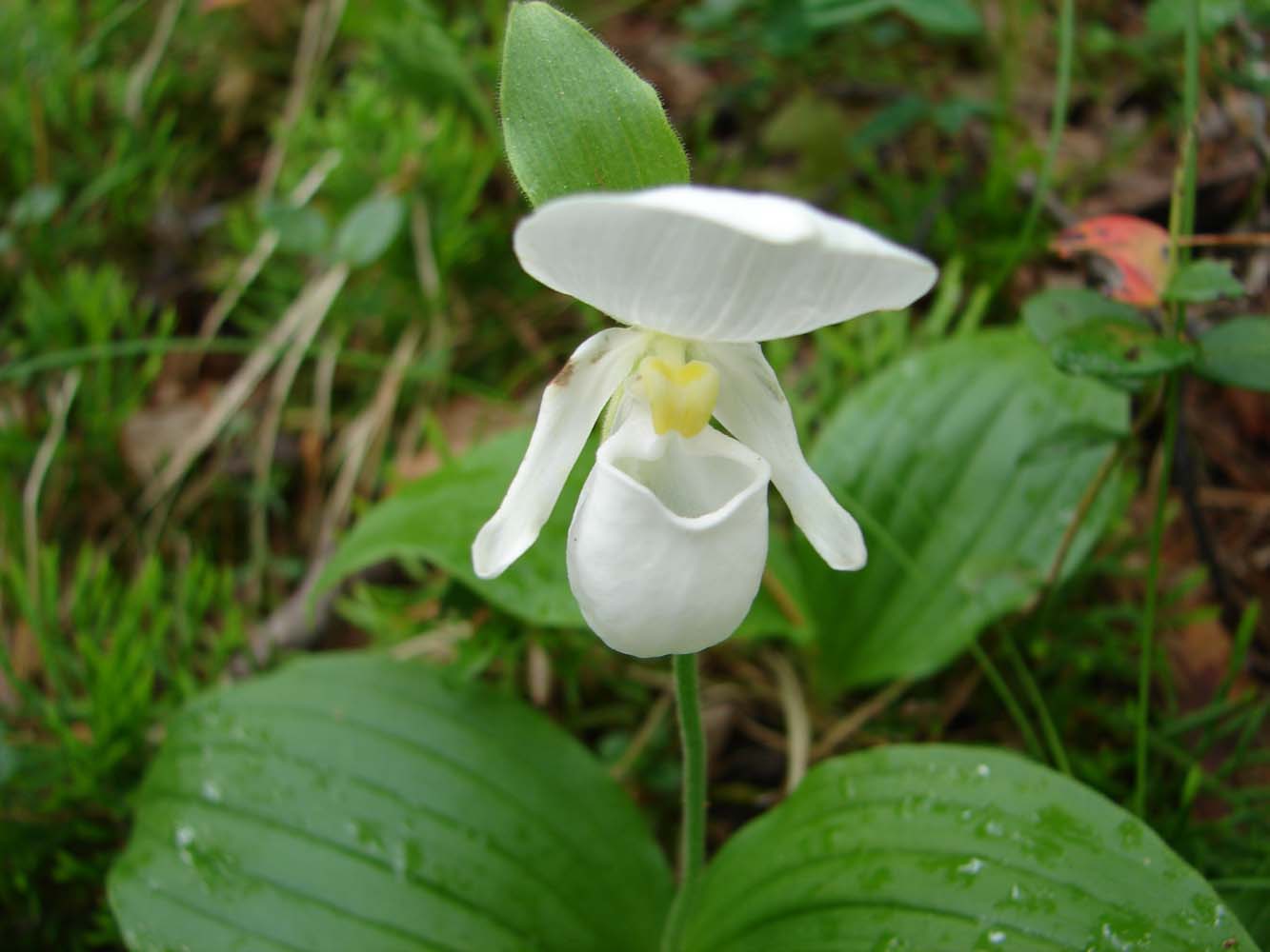 Изображение особи Cypripedium guttatum.