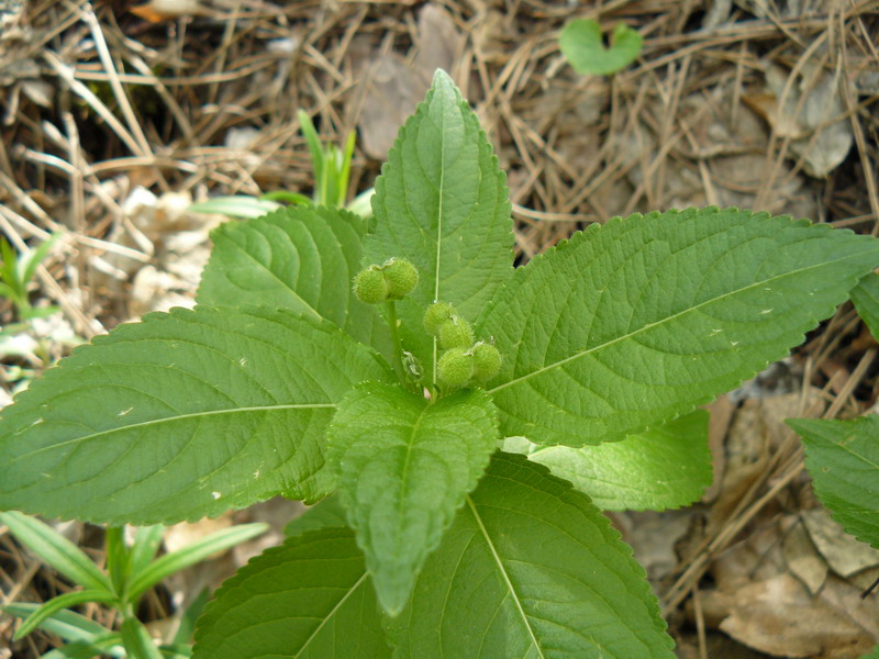 Изображение особи Mercurialis perennis.