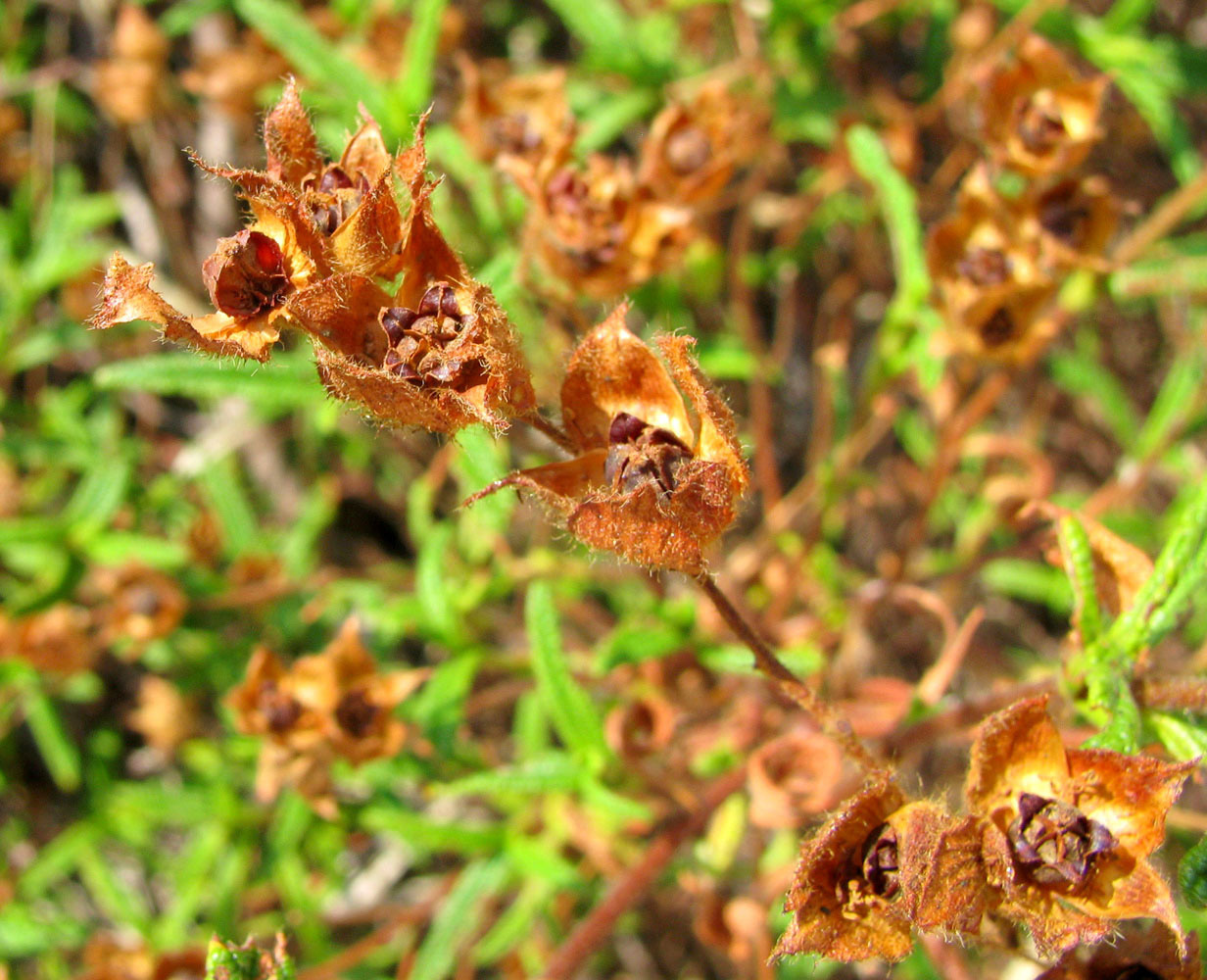 Image of Cistus monspeliensis specimen.