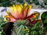 Gaillardia × hybrida. Соцветие с кормящимися клопами. Испания, автономное сообщество Андалусия, провинция Гранада, комарка Вега-де-Гранада, г. Гранада, Альгамбра. 13.07.2012.