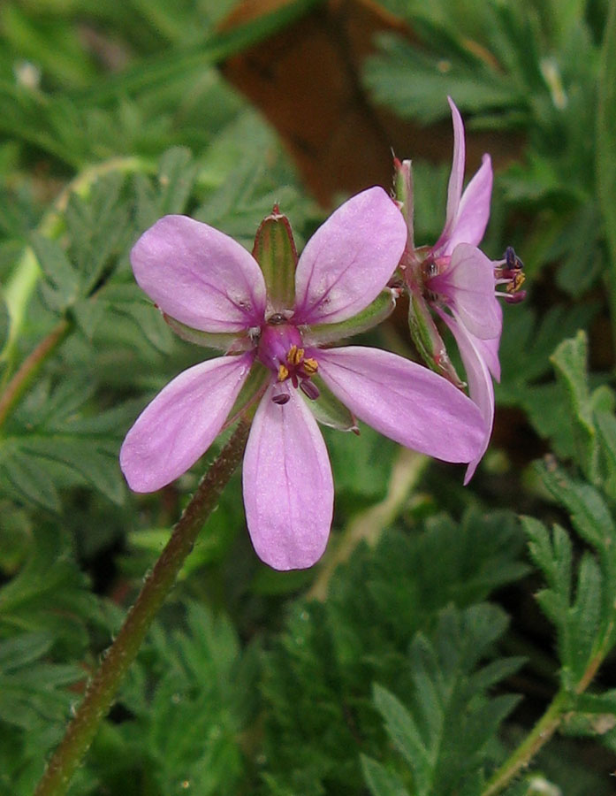 Image of Erodium cicutarium specimen.
