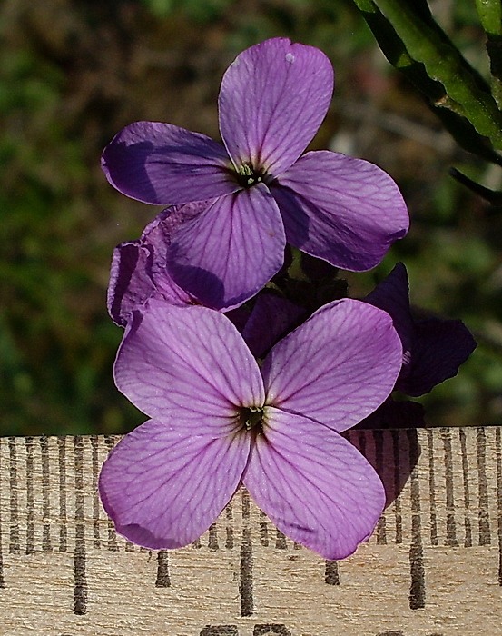 Image of genus Hesperis specimen.