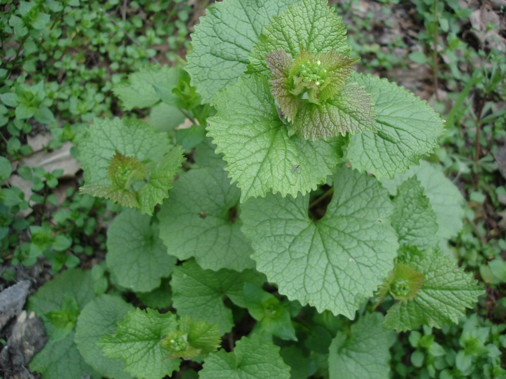 Image of Alliaria petiolata specimen.