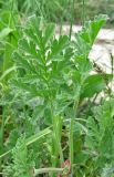 Erodium ciconium