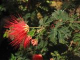 Calliandra californica