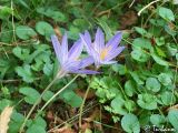 Crocus speciosus