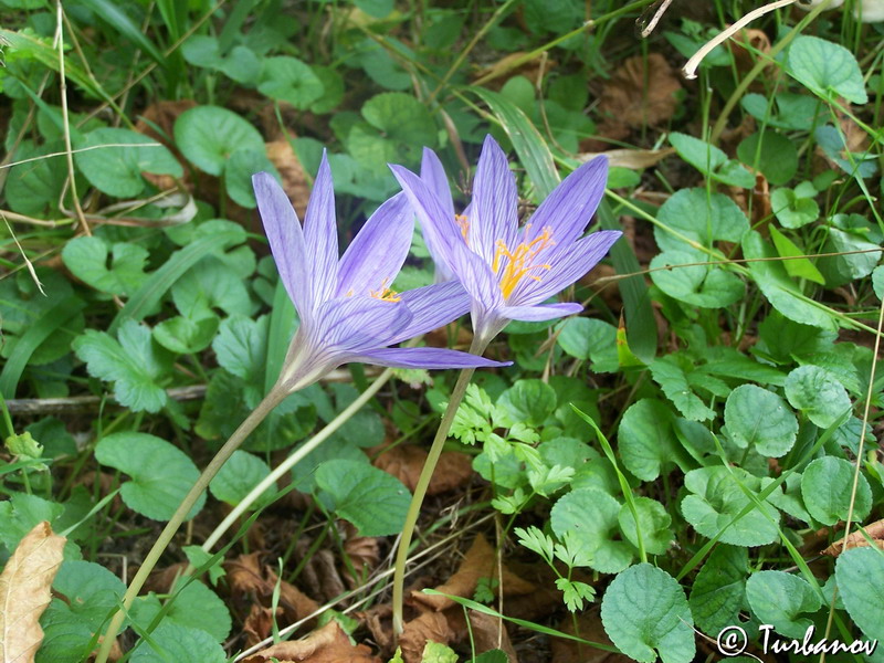 Изображение особи Crocus speciosus.