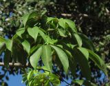 Ceiba pentandra