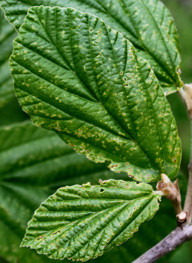 Изображение особи Hamamelis mollis.