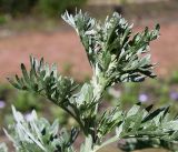 Artemisia absinthium. Верхушка побега. Германия, г. Krefeld, Ботанический сад. 02.06.2013.