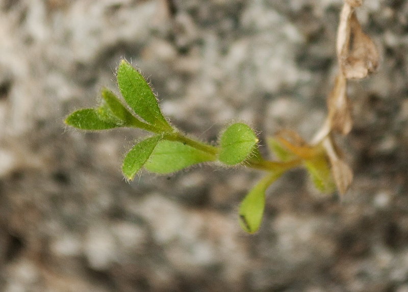 Изображение особи Cerastium alpinum.