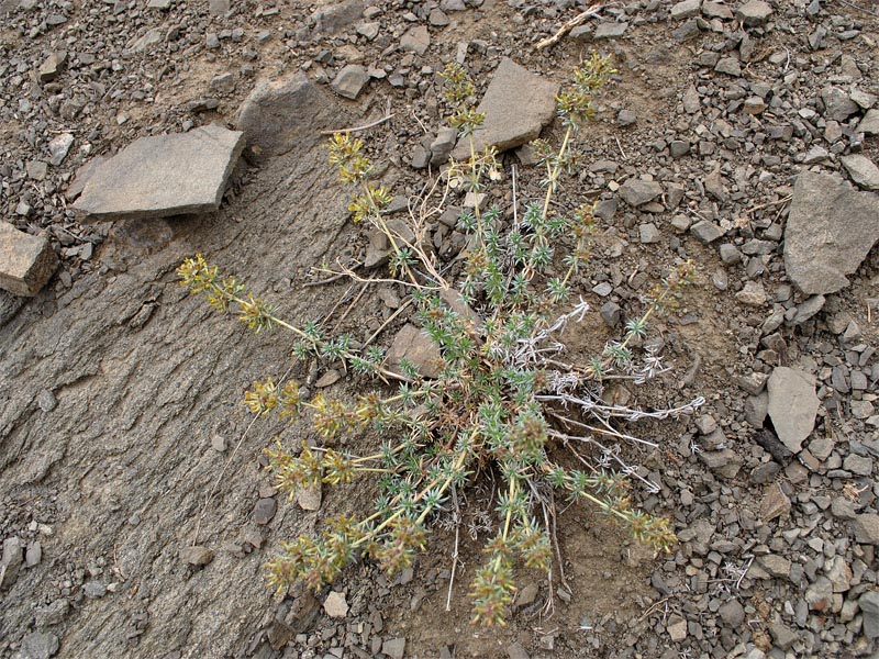 Изображение особи Asperula glomerata.