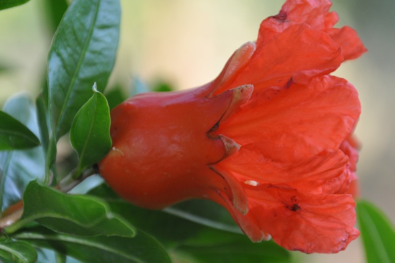 Image of Punica granatum specimen.