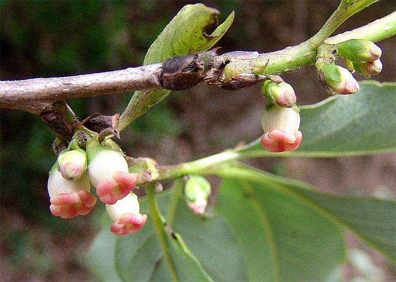 Image of Diospyros lotus specimen.