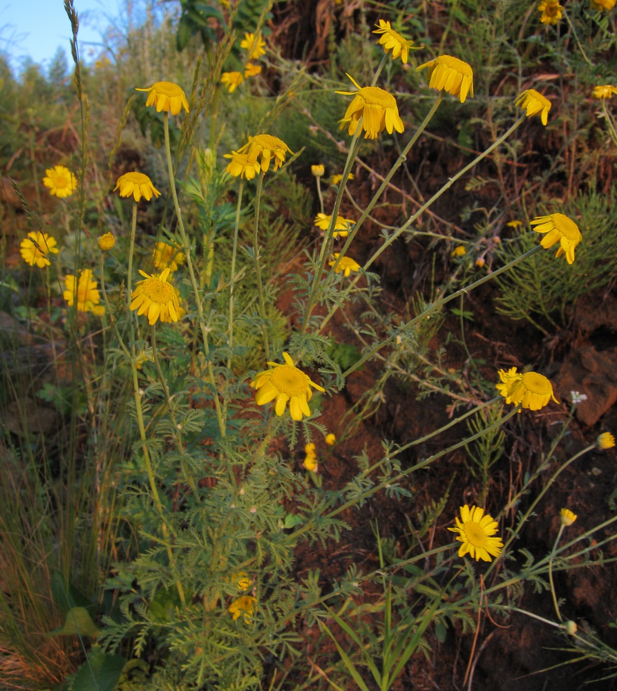 Изображение особи Anthemis tinctoria.