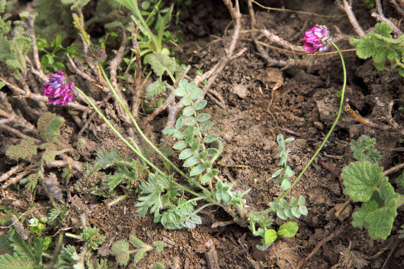 Image of Oxytropis arassanica specimen.