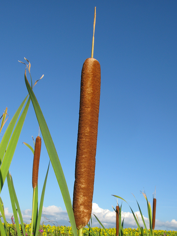 Image of genus Typha specimen.