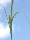 Carex atherodes. Женские колоски во время цветения. Ленинградская обл., Тосненский р-н, окр. Тосно, луг у шоссе. 14.06.2009.