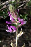 Oxytropis subcapitata