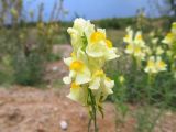 Linaria vulgaris