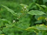 Solanum torvum