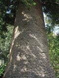 Araucaria heterophylla