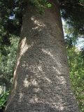 Araucaria heterophylla. Поверхность ствола старого дерева. Испания, Канарские острова, Тенерифе, ботанический сад в Пуэрто-де-ла-Крус. 6 марта 2008 г.