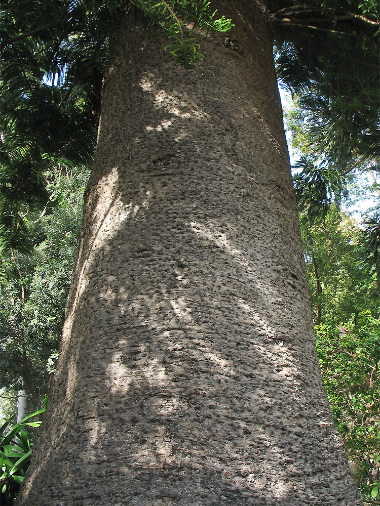 Изображение особи Araucaria heterophylla.