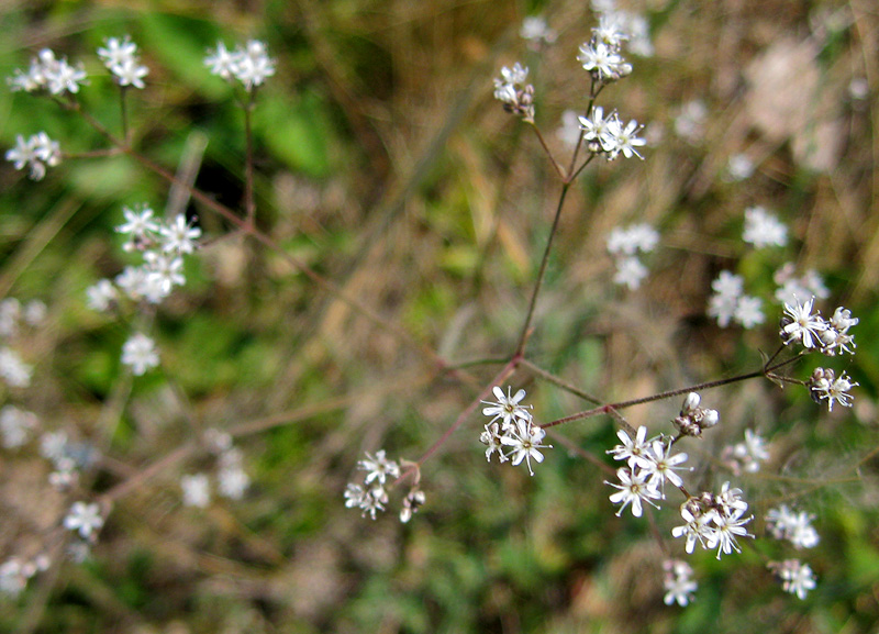 Image of Gypsophila volgensis specimen.