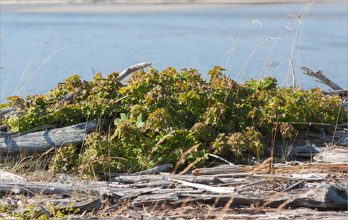 Image of Ribes glabrum specimen.