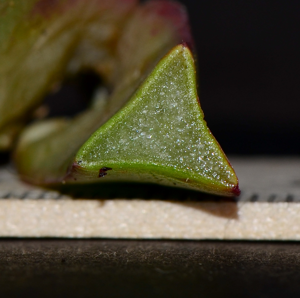 Image of genus Carpobrotus specimen.