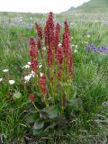 Rumex arifolius