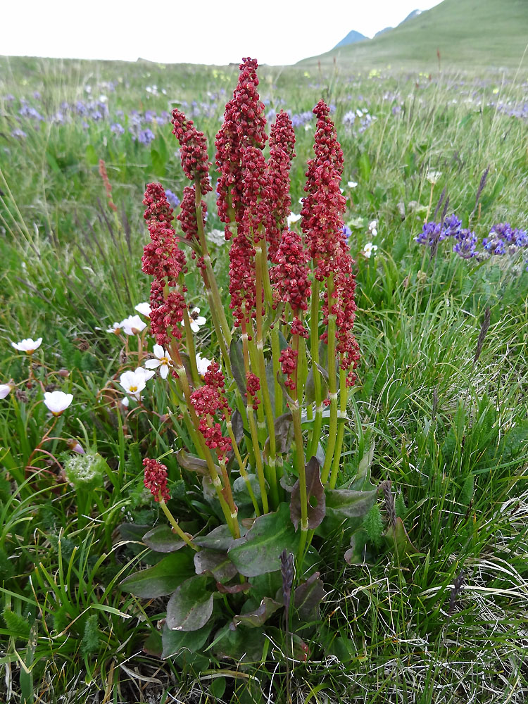 Изображение особи Rumex arifolius.