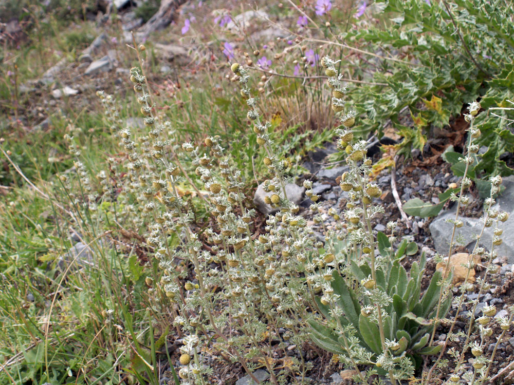 Image of Artemisia aschurbajewii specimen.