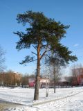 Pinus sylvestris. Взрослое дерево, выросшее на открытой местности; крона ориентирована с севера на юг. Московская обл., г. Электрогорск, 01.02.2014.