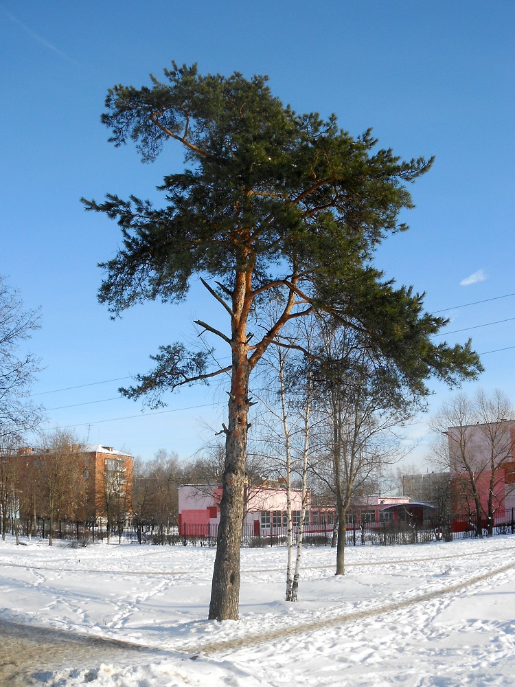 Изображение особи Pinus sylvestris.