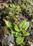 Rumex obtusifolius. Вегетирующее растение с молодыми листьями. Ленинградская обл., Ломоносовский р-н, дер. Лопухинка, каньон в истоке р. Лопухинка. 15.04.2012.