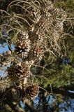 Pinus radiata