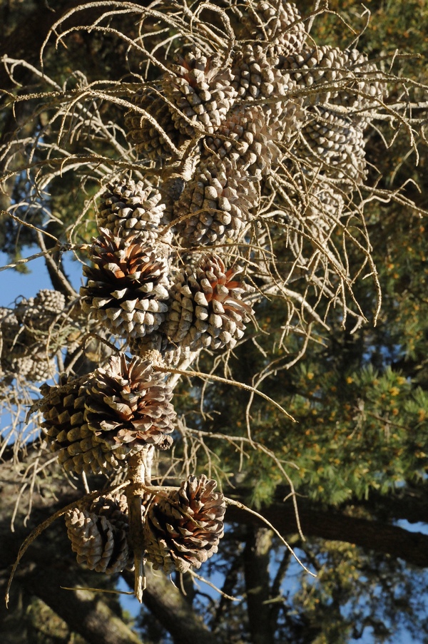 Image of Pinus radiata specimen.